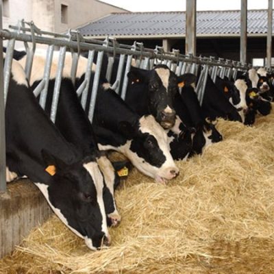 [:es]Ganadería[:ca]Ramaderia[:en]Animal husbandry[:fr]Élevage[:de]Tierzucht